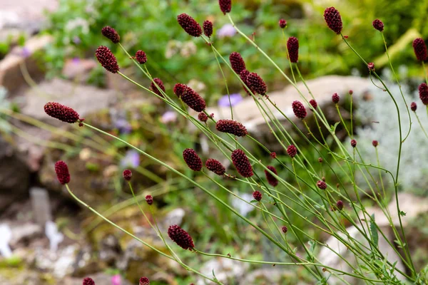 Sanguisorba officinalis, büyük burnet, aile Rosaceae, alt familyarosoideae bir bitkidir. Sanguisorba officinalis kaya bahçesi için tıbbi bitki ve bitki