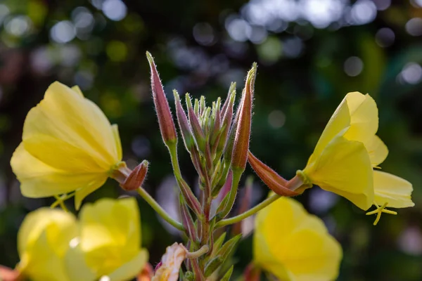 夜蜡烛 Lat Oenothera 是赛拉氏家族的植物属 奥纳格拉塞 — 图库照片