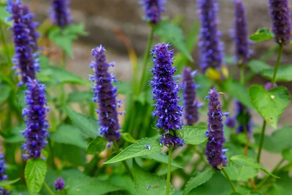 Veronica longifolia'nın bahçedeki mavi çiçeği. Bahçede şifalı bitkiler