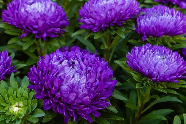 aster çiçekleri (aster, Michaelmas papatya) yeşil arka planda. Renkli çok renkli aster çiçekleri yıllık bitkiler. Sonbahar bahçesinde aster çiçek bahçe yatak yakın