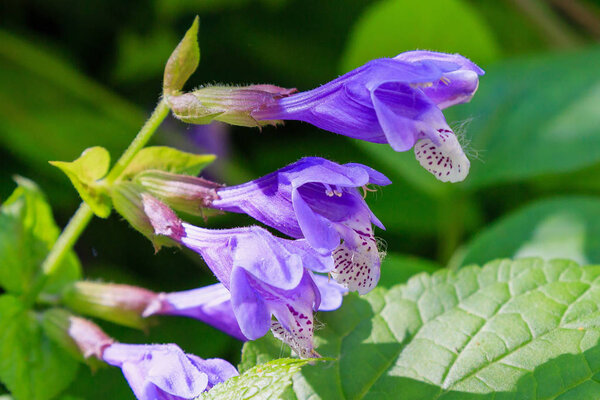 Dracocephalum nutans in natural background. Medicinal and nectar plant
