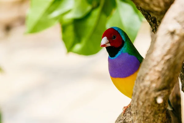 Gouldian Finch Erythrura Gouldiae Más Néven Lady Gouldian Finch Őshonos — Stock Fotó