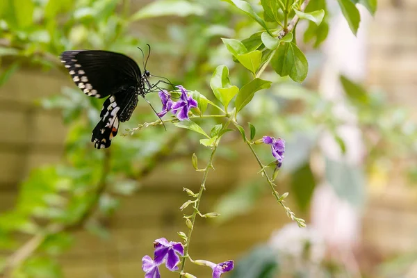 Muhteşem Bir Siyah Kelebek Papilio Polytes Butterfly Tropikal Bir Bitki — Stok fotoğraf