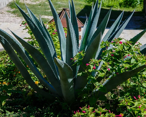 Peyzaj tasarımında Agave. Bahçede Agave