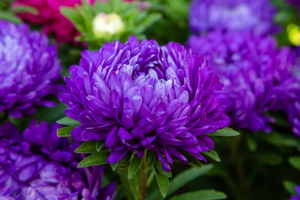 aster flowers (aster, Michaelmas daisy) in green background. Colorful multicolor aster flowers annual plants. Close up of aster flower garden bed in autumn garden