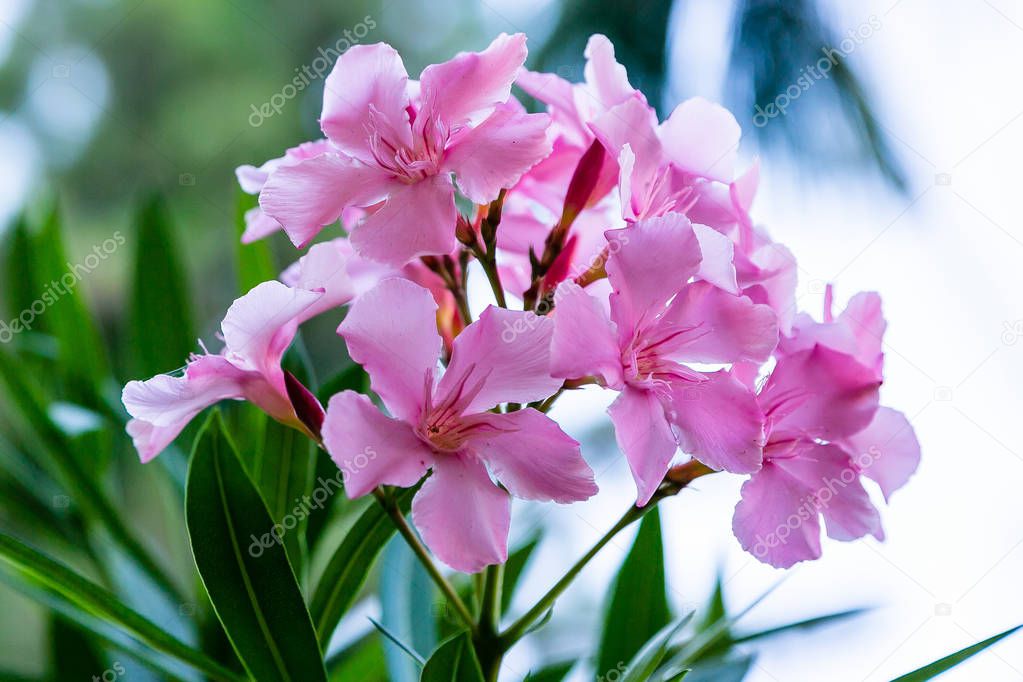 flowers of oleander  Oleander is a great tropical plant. Beautiful floral tropical background