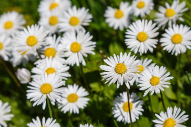 Papatya çiçekleri. Oxeye papatya, Leucanthemum vulgare, Papatya, Dox-eye, Common papatya, Dog papatya, Moon papatya. Bahçe konsepti