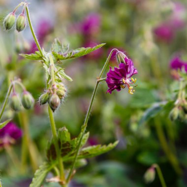 İlkbahar bahçesinde sardunya fatihi mor ve kırmızı çiçekler.