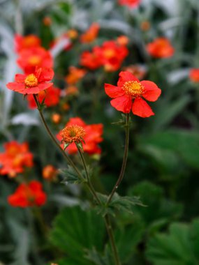 Geum coccineum yazın. Yeşil arka planda Geum coccineum 'un kırmızı çiçekleri. Bahçedeki kırmızı çiçekler