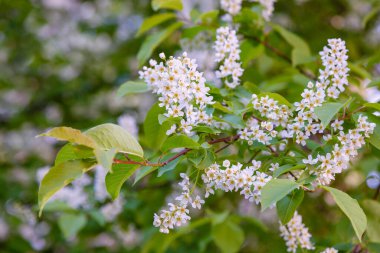 Kuş kirazı dalı. Uzayı kopyala Çiçekli kuş kirazı