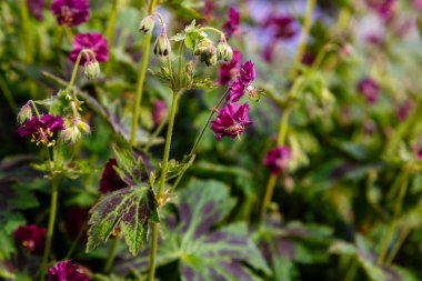 İlkbahar bahçesinde sardunya fatihi mor ve kırmızı çiçekler.