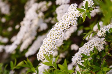 Baharda Spirea Nipponica Kar Tepesi 'nin çiçeği. Bahçede beyaz spirea çiçekleri. Peyzaj tasarımı için dekoratif çiçekli çalılıklar