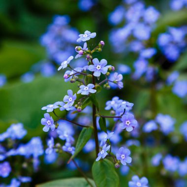 Küçük mavi Jack Frost çiçekleri. İlkbaharda 