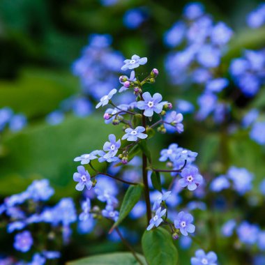 Küçük mavi Jack Frost çiçekleri. İlkbaharda 