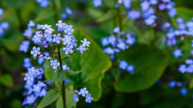 Küçük mavi Jack Frost çiçekleri. İlkbaharda 
