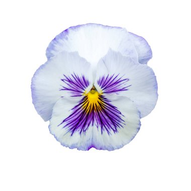 İbne çiçeği mi yoksa bahar bahçesi kemanı mı? Çiçek düzenleme ve çiçek tasarımı