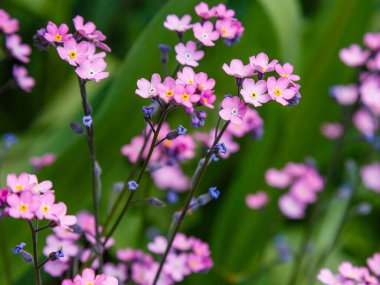 Baharda baharda unutulan çiçeklerin pembe çiçekleri. Myosotis Sylvatica 'nın yakın çekimi, bulanık bir arkaplanda küçük pembe çiçekler.