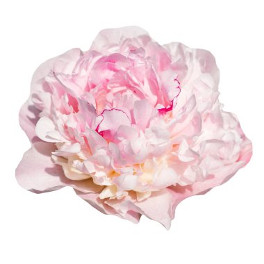 Şakayık çiçekleri. Pastel yumuşak renkler. Çiçek arka planı.