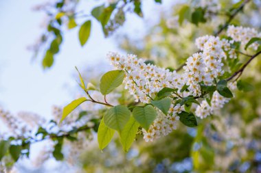 Kuş kirazı dalı. Uzayı kopyala Çiçekli kuş kirazı