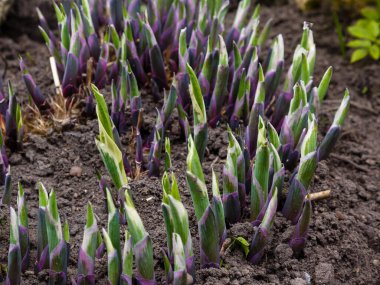 Hosta 'nın genç yaprakları ve ateş ediyor. Hosta bahar bahçesinde. Bahçedeki süs bitkileri