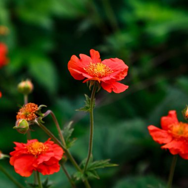 Geum coccineum yazın. Yeşil arka planda Geum coccineum 'un kırmızı çiçekleri. Bahçedeki kırmızı çiçekler