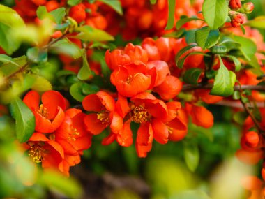 Çiçekli Quince 'Rubra' (Chaenomeles speciosa, Syn. Chaenomeles lagenaria). Bahar bahçesinde çiçek açan süslü çalılar. Peyzaj tasarımında dekoratif çalılıklar.