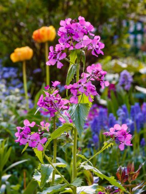 Açan Ay 'a yakın çekim. Lunaria Annua, genellikle gümüş dolar, dolar fabrikası, para fabrikası, ay otu, dürüstlük ve ay ışığı olarak bilinir. .
