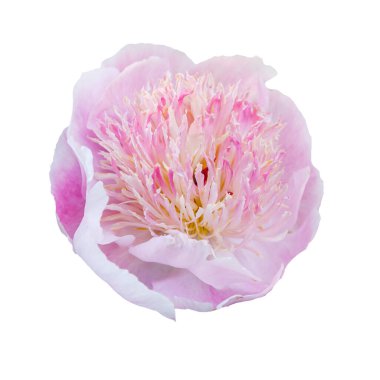 Şakayık çiçekleri. Pastel yumuşak renkler. Çiçek arka planı.