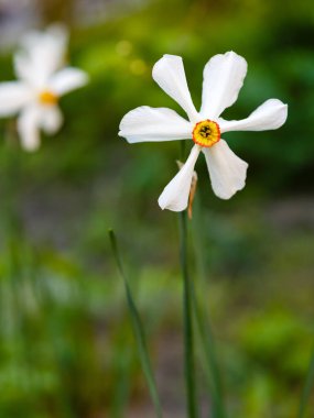 Narcissus çiçekleri. Serseri sarısı çiçekli bir yatak. İlkbaharda nergis, daffadowndilly, narcissus ve jonquil olarak da bilinir. Bahçedeki soğanlı bitkiler.