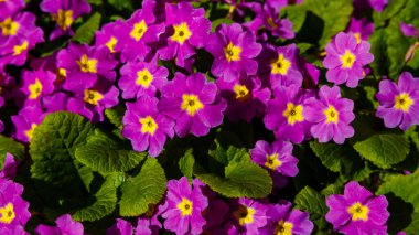 Bahar bahçesinde mor primula çiçekleri. Mor primula vulgaris, çuha çiçeği. Çiçekli Primula (Primula Vulgaris). Baharda bahçe işleri.