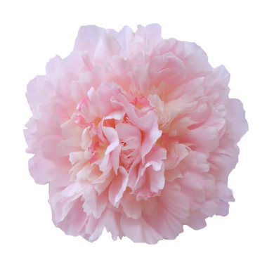 Şakayık çiçekleri. Pastel yumuşak renkler. Çiçek arka planı.