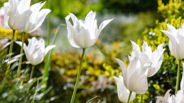 Baharda laleler. Lale bayrağı. Bahçede büyüyen ampuller