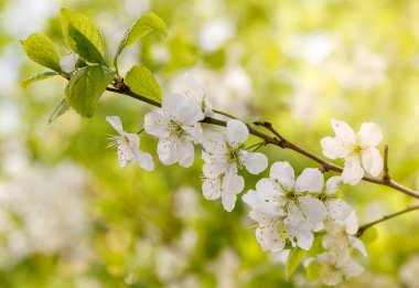 İlkbaharda çiçek açan kiraz dalı. Güneşli bir günde kiraz çiçeği. Bahar arkaplanı.