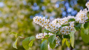 Kuş kirazı dalı. Uzayı kopyala Çiçekli kuş kirazı