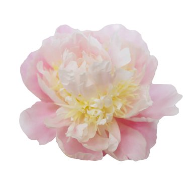 Şakayık çiçekleri. Pastel yumuşak renkler. Çiçek arka planı.