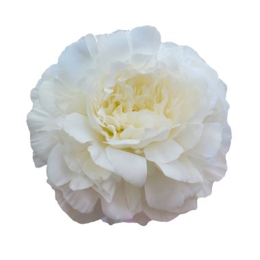 Şakayık çiçekleri. Pastel yumuşak renkler. Çiçek arka planı.