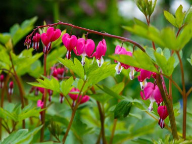 Bahar mevsiminde Dicentra Formosa Çiçeği Bahçede Dicentra Formosa