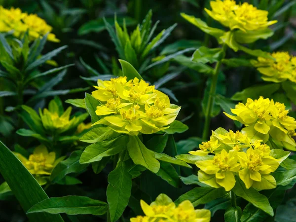 Cushion Spurge Flowers Euphorbia Polychroma Euphorbia Epithymoides Spring Garden — Stock Photo, Image