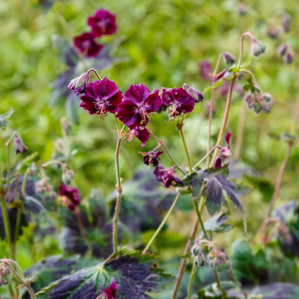 Purple and red flowers of Geranium phaeum Samobor in spring garden