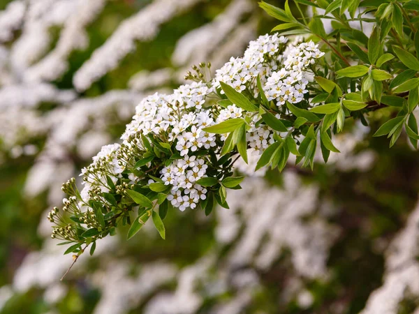 Květ Spirea Nipponica Snowmound Jaře Bílé Květy Spirey Zahradě Dekorativní — Stock fotografie