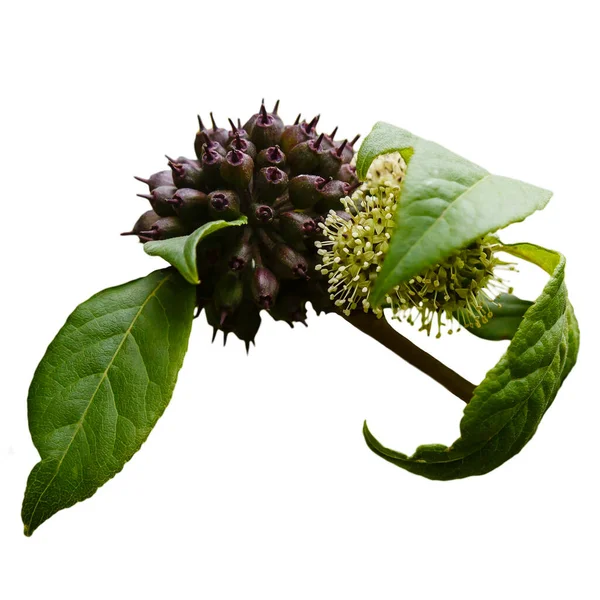 Eleutherococcus senticosus böğürtlenleri beyaz arka planda izole edilmiştir. Eleutherococcus, Aralii familyasından bir bitki cinsidir. Bahçedeki şifalı bitkiler.