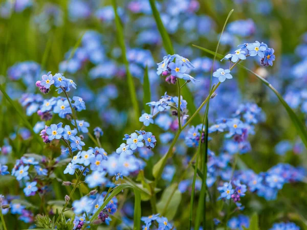 Blue Flowers Forget Summer Spring Background Copy Space — Stock Photo, Image