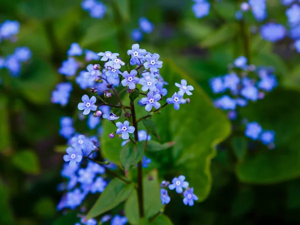 Pequeñas Flores Azules Jack Frost También Conocidas Como False Forget — Foto de Stock