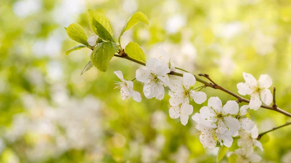 Blossom Cherry Branch Springtime Flower Cherry Sunny Day Spring Background — Stock Photo, Image