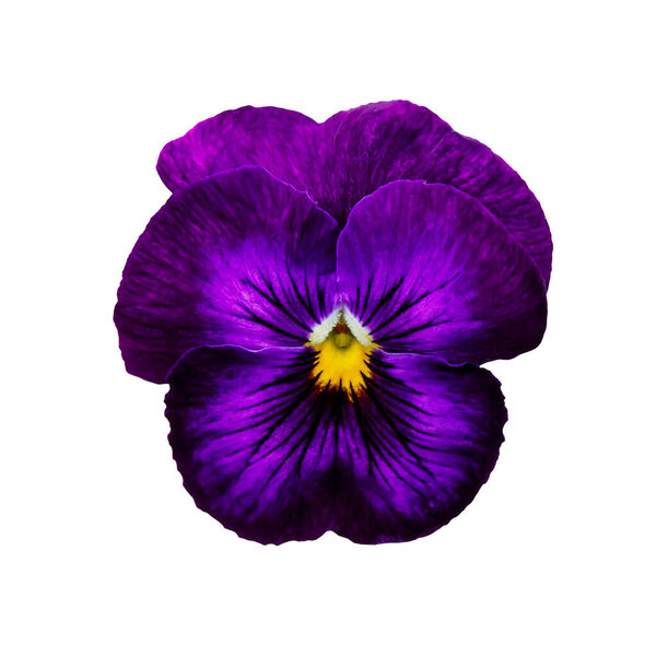 Pansy flower or spring garden viola tricolor. Flower arrangement and floral design