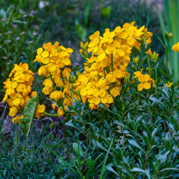 Flores Amarelas Whorled Loosestrife Lysimachia Planta Perene Jardim Verão — Fotografia de Stock