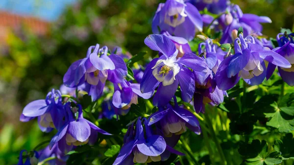 Flowers Geranium Pratense Sort Hocus Pocus Summer Garden — Stock Photo, Image