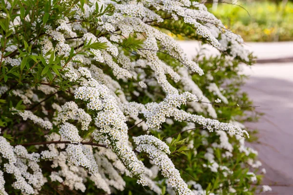 Květ Spirea Nipponica Snowmound Jaře Bílé Květy Spirey Zahradě Dekorativní — Stock fotografie