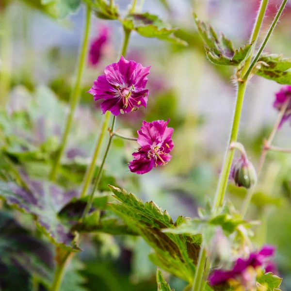 Purple Red Flowers Geranium Phaeum Samobor Spring Garden — Stock Photo, Image