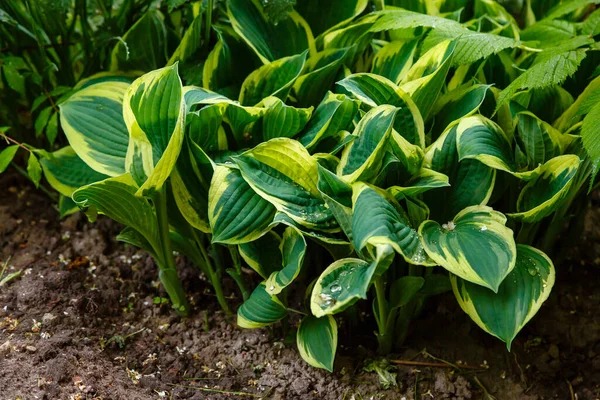 Hosta Fiatal Levelei Hajtásai Hosta Tavaszi Kertben Dísznövények Kertben — Stock Fotó